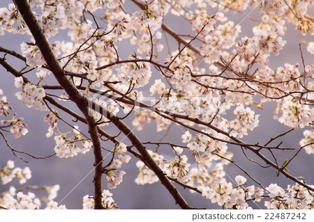 Cherry Blossoms Cherry Blossoms 22487242