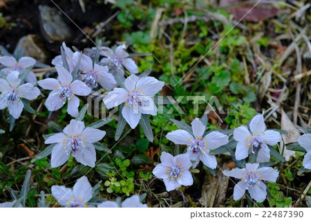 Setsubun planting in the period of Setsubun 22487390