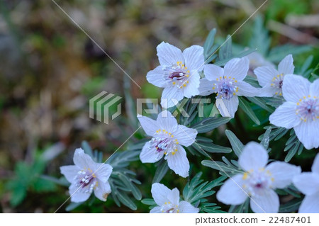 Setubun期間的Setubun種植 Setubun期間的Setubun種植 22487401