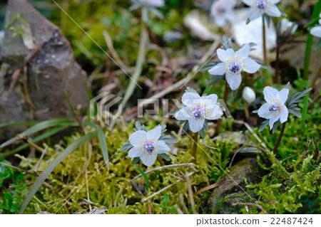 Setsubun planting in the period of Setsubun Setsubun planting in the period of Setsubun 22487424