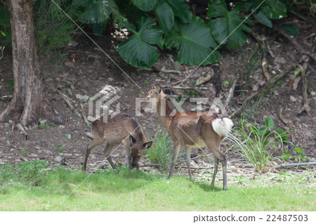 Keramen鹿keramagica Akajima 22487503