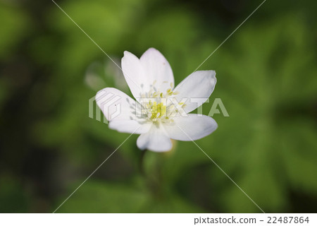 Nirinsou Nirinsou 22487864