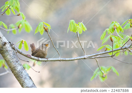 落在新綠色的味噌湯 落在新綠色的味噌湯 22487886