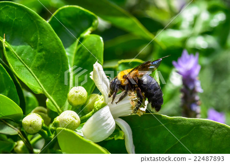 Carpenter bee 22487893