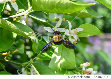 Carpenter bee 22487903