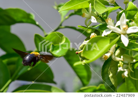 木匠蜂 木匠蜂 22487909