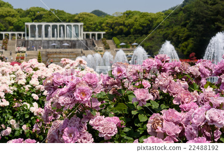 Suma Rikyu Park Rose Garden 22488192