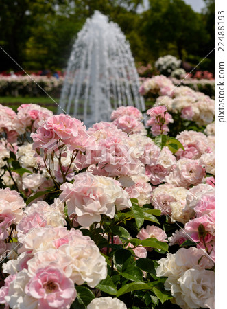 Suma Rikyu Park Rose Garden 22488193