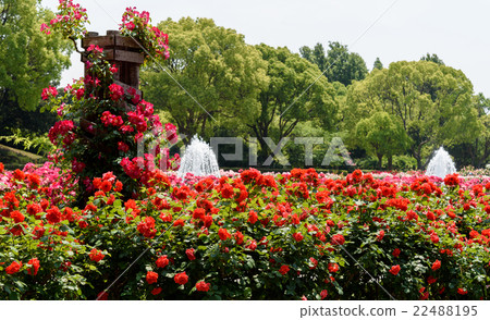 Suma Rikyu Park Rose Garden 22488195