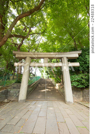 鳥居（torori）和新鮮的綠色 22488318