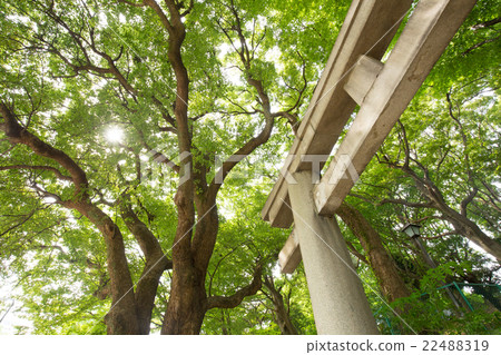 Torii (torori) and fresh green Torii (torori) and fresh green 22488319