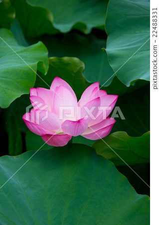 蓮花 22488331