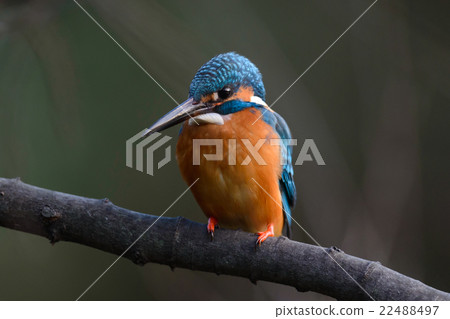 Common Kingfisher (Alcedo atthis) Common Kingfisher (Alcedo atthis) 22488497