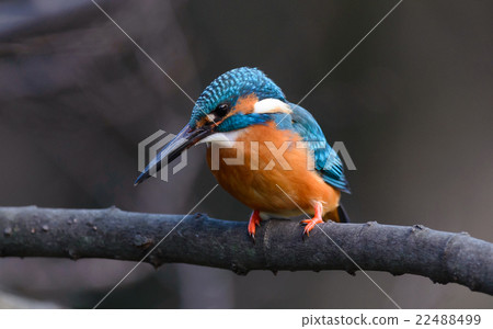Common Kingfisher (Alcedo atthis)  22488499