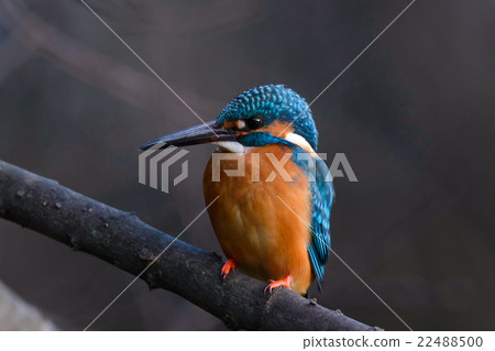 Common Kingfisher (Alcedo atthis) Common Kingfisher (Alcedo atthis) 22488500