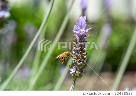 Close-up of bee sucking lavender honey 22488582