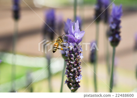 Close-up of bee sucking lavender honey Close-up of bee sucking lavender honey 22488600