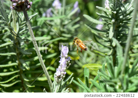 Close-up of bee sucking lavender honey Close-up of bee sucking lavender honey 22488612