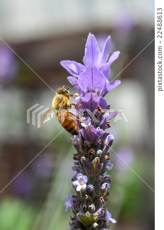 Close-up of bee sucking lavender honey Close-up of bee sucking lavender honey 22488613