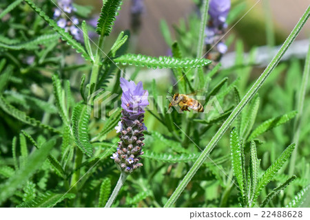 Close-up of bee sucking lavender honey 22488628
