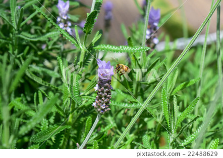 Close-up of bee sucking lavender honey 22488629
