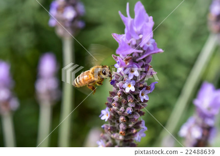 吮淡紫色蜂蜜的蜂特寫鏡頭 22488639