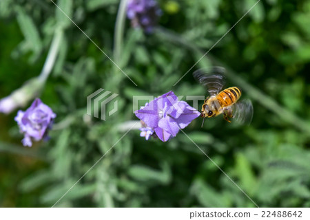 Close-up of bee sucking lavender honey 22488642