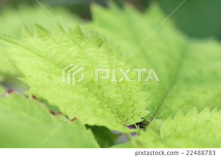 Miyama nettle Miyama nettle 22488783