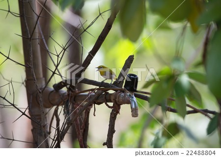 Japanese white eye (Zosterops japonicus) 22488804