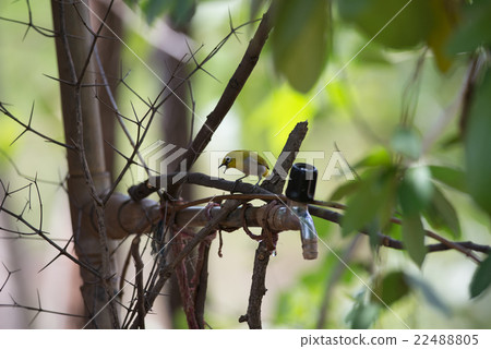 Japanese white eye (Zosterops japonicus) 22488805