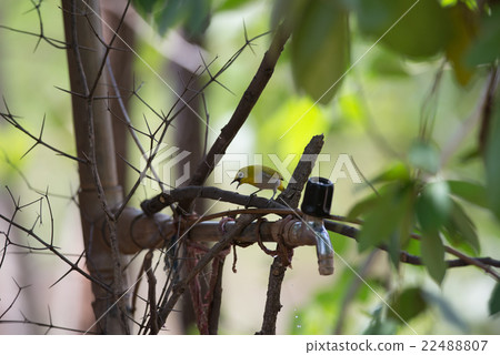 Japanese white eye (Zosterops japonicus) 22488807