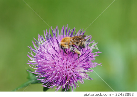 Tiger bee 22488898