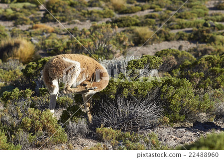 Vicuna on the Altiplano 22488960