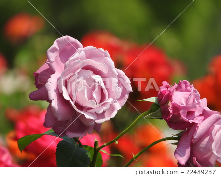 現代玫瑰：戴高樂 22489237