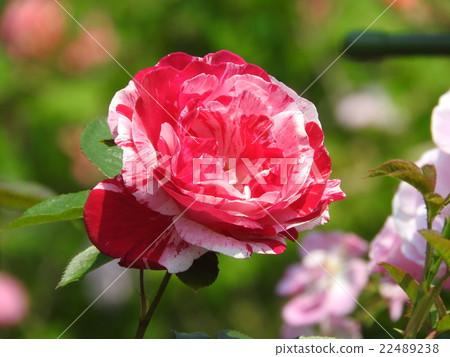 現代玫瑰:青澀 現代玫瑰:青澀 22489238