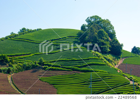 Tea plantation 22489568