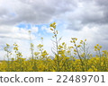 油菜花 22489701