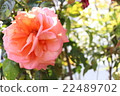 玫瑰 22489702