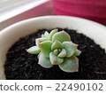 Succulent plants 22490102