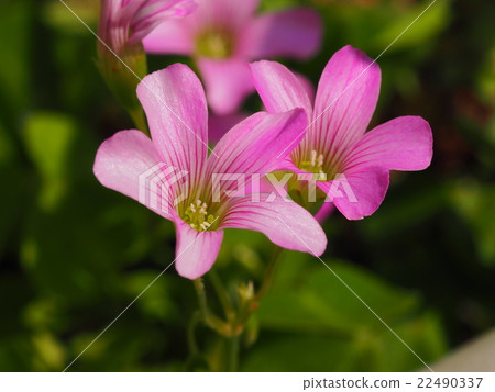 Murasaki Kabaki 22490337