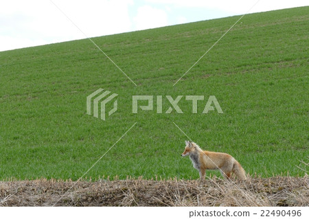 Fox and prairie Fox and prairie 22490496