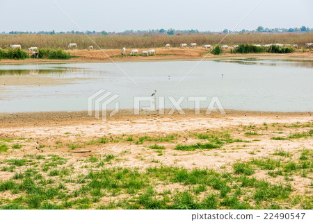 green grass on cracked soil  22490547