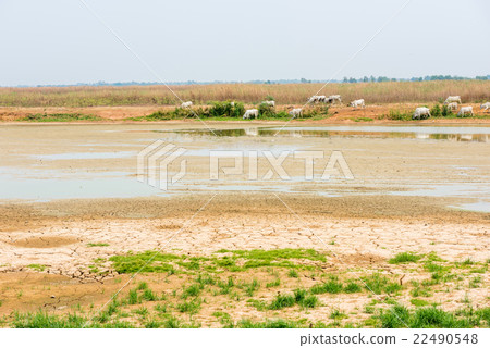 green grass on cracked soil  22490548