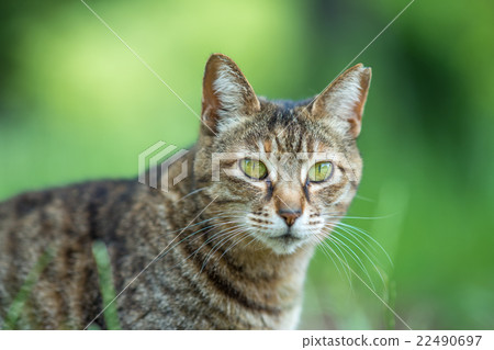 春天鸛貓 22490697