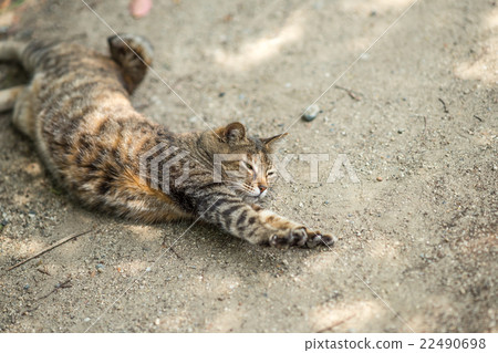 Stretching Rosette 22490698