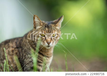 春天鸛貓 22490716