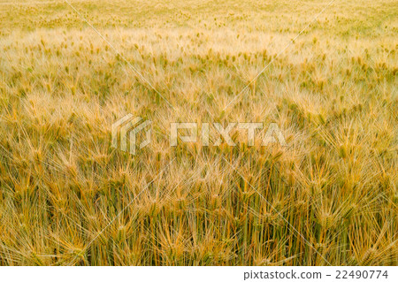 Rokuja barley fruits 22490774