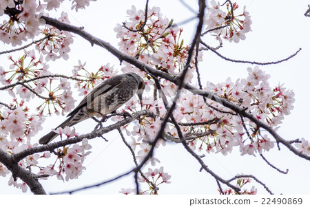 Brown-eared Bulbul (Hypsipetes amaurotic) 22490869