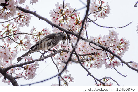 Brown-eared Bulbul (Hypsipetes amaurotic) 22490870