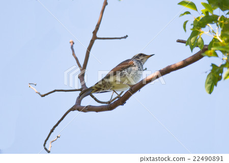 Brown-eared Bulbul (Hypsipetes amaurotic) Brown-eared Bulbul (Hypsipetes amaurotic) 22490891